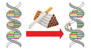 Hút thuốc lá làm biến đổi gen?